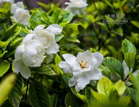 梔子花葉子|梔子花習性特徵,養殖方法,養護管理,病蟲害防治等－花園小亭｜痞 